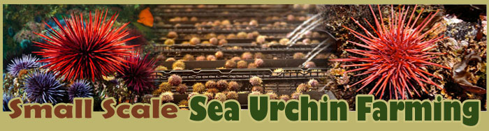 How To Raise Sea Urchin