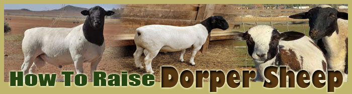 How To Raise Dorper Sheep