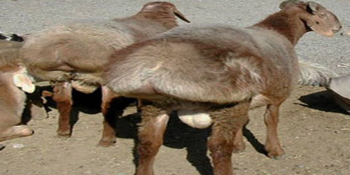 Raising Fat Tailed Sheep Frequently Asked Questions