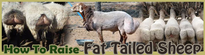 How To Raise Fat Tailed Sheep