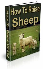 The How To Raise Jacob Sheep eBook