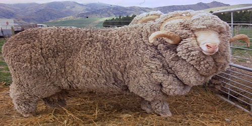 Raising Merino Sheep Frequently Asked Questions