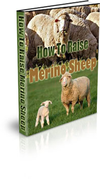 The How To Raise Merino Sheep eBook