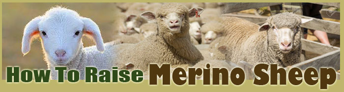 How To Raise Merino Sheep