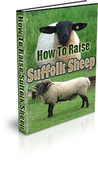 The How To Raise Suffolk Sheep eBook