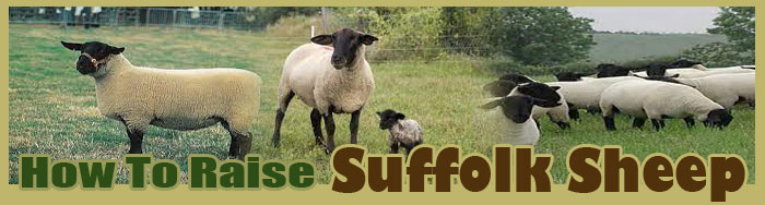 How To Raise Suffolk Sheep