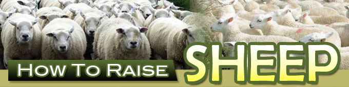 how to raise sheep about us