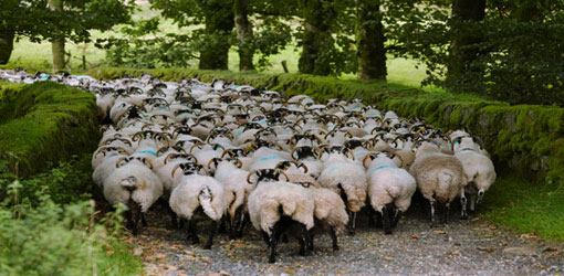 Sheep Farming For Self Sufficiency Frequently Asked Questions