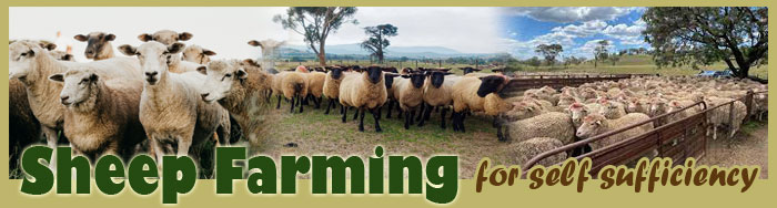 Sheep Farming For Self Sufficiency