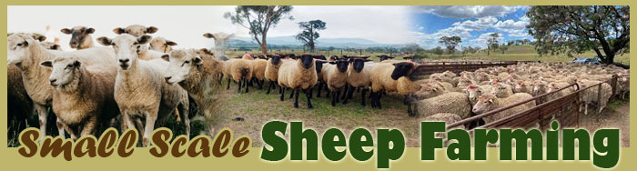 Small Scale Sheep Farming
