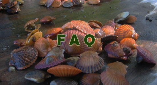 Raising Shellfish Frequently Asked Questions