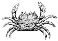 Raise Crabs
