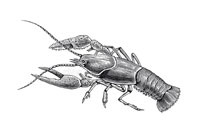 Raise Crawfish
