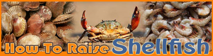 How To Raise shellfish About Us