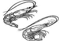 Raise Prawns