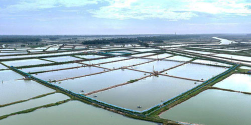 Making A Shrimp Habitat Frequently Asked Questions