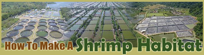 How To Make A Shrimp Habitat