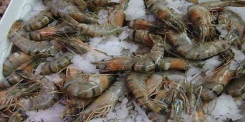 Shrimp Farming For Self Sufficiency Frequently Asked Questions