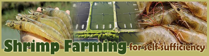 Shrimp Farming For Self Sufficiency