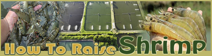 how to raise prawns sitemap