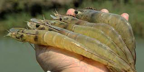 Small Scale Shrimp Farming Frequently Asked Questions