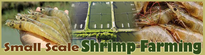 Small Scale Shrimp Farming