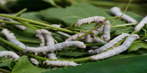 Making A Silkworm Habitat Frequently Asked Questions