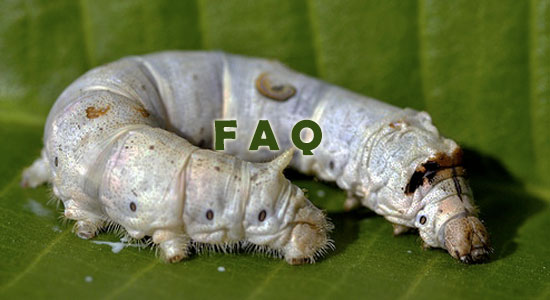 Raising Silkworm Frequently Asked Questions