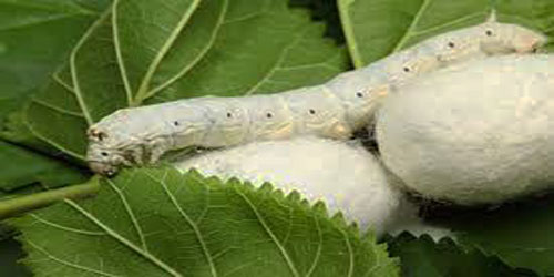 Silkworm Farming For Self Sufficiency Frequently Asked Questions