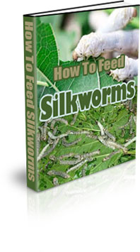 How Are Silkworms Farmed