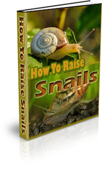 how to raise snails