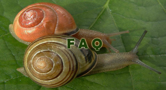 Raising Silkworm Frequently Asked Questions