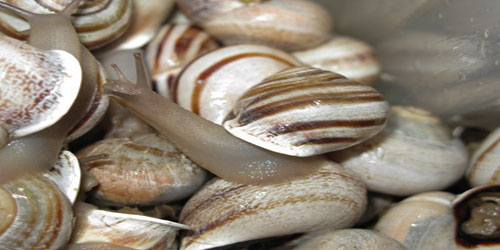 Caring For A Milk Snail Frequently Asked Questions