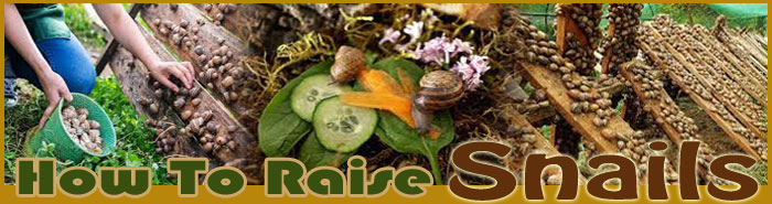 how to raise snails about us