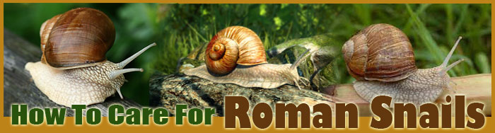 How To Care For Roman Snails
