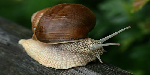 Caring For Roman Snails Frequently Asked Questions
