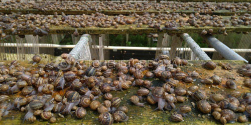 Making A Snail Habitat Frequently Asked Questions