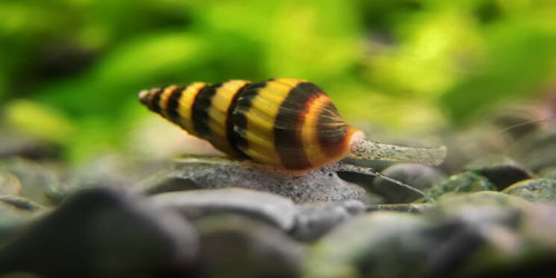 Taking Care Of Assassin Snails Frequently Asked Questions