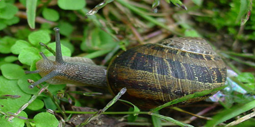 Taking Care Of A Garden Snail Frequently Asked Questions