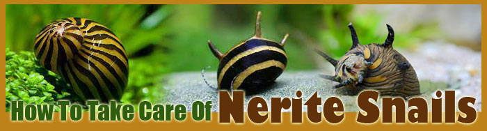 How To Take Care Of Nerite Snails