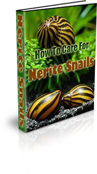 The How To Take Care Of Nerite Snails eBook