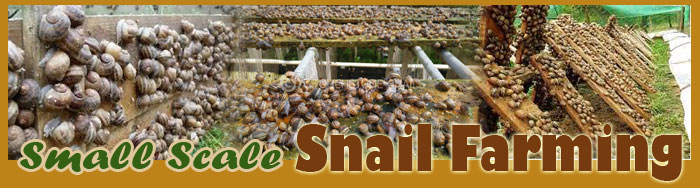 Small Scale Snail Farming