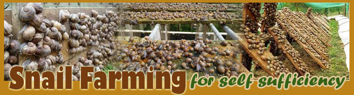 Snail Farming For Self Sufficiency