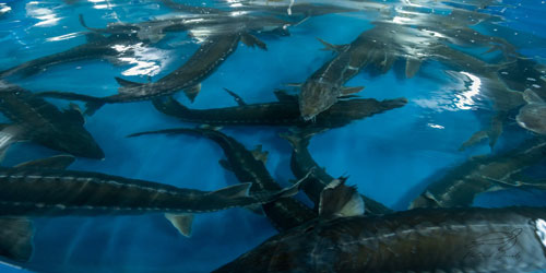 Making A Sturgeon Habitat Frequently Asked Questions