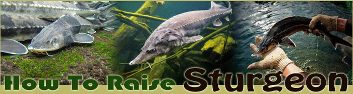 Small Scale Sturgeon Farming