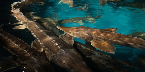 Sturgeon Farming For Self Sufficiency Frequently Asked Questions