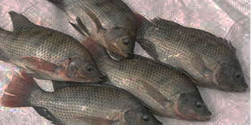 Making A Tilapia Fish Habitat Frequently Asked Questions