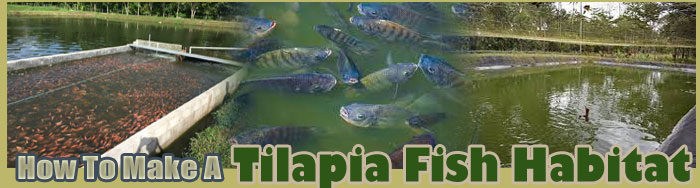 How To Make A Tilapia Fish Habitat