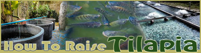 how to raise tilapia about us