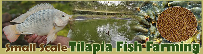 Small Scale Tilapia Fish Farming